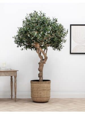 Olivier Artificiel Ignifugé M1 – Tronc Naturel – 200 cm
