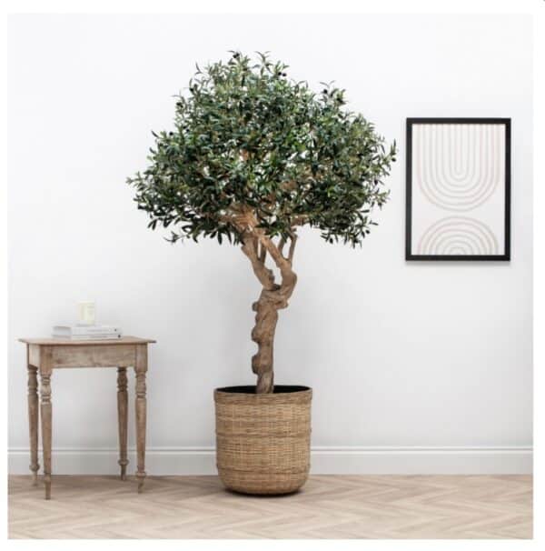 Olivier Artificiel Ignifugé M1 – Tronc Naturel – 200 cm