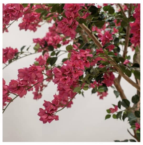 IMG_5239 Bougainvillier Artificiel Ignifugée M1 – Arbre Fleuri 270 cm