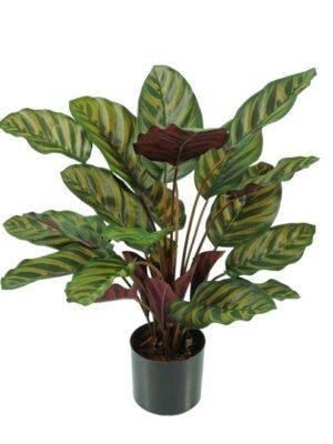 calathea-artificiel-en-pot Calathea Artificiel en Pot ignifugé M1 - Flowersmile